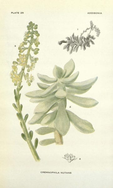 cremnophila