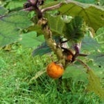 Naranjilla Fred.