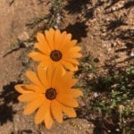 Marigold Cape Marigold繁殖