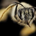 油蜜蜂