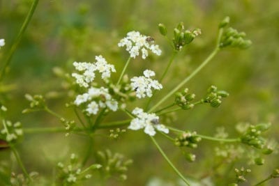 香芹籽