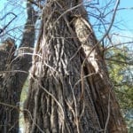 坎西斯藤蔓盖的树