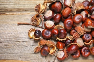 Conkers