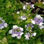 nemesia 1