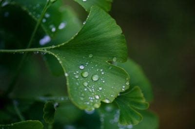 水银杏