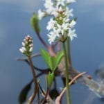 bogbean