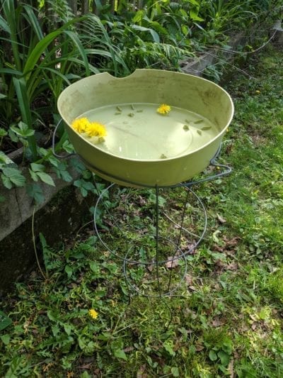 hoveringbirdbath e1561135175864