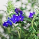 Lithodora