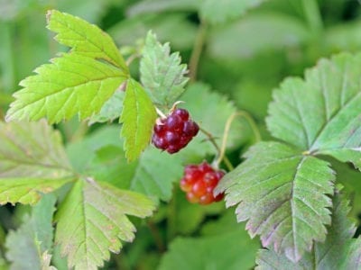 北极树莓