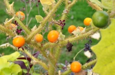 naranjilla