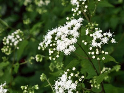 白色snakeroot.