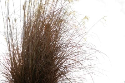 andropogon gerardii.