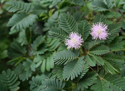 移动植物