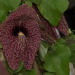 aristolochia