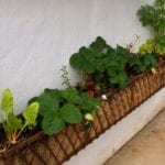 Windowbox Planter.