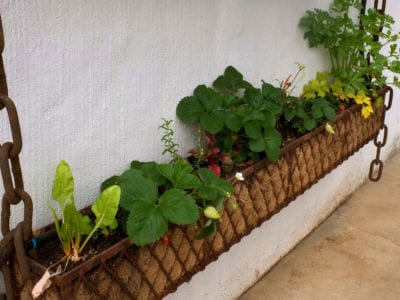 Windowbox Planter.