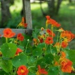 Nasturtium.