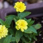 Zinnias.