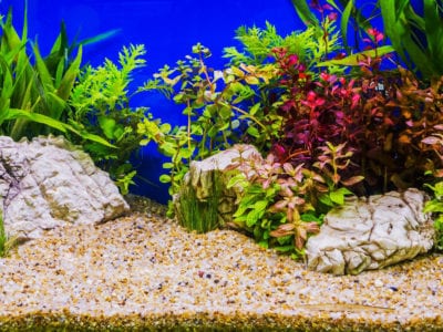 aquascaping