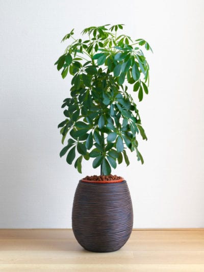 Schefflera植物