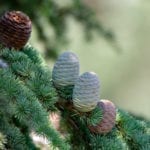 Deodar Cedar Cones.