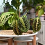 竹竽calathea