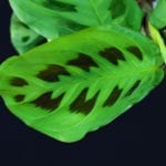 兔子脚maranta.