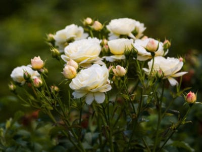 一丛白玫瑰
