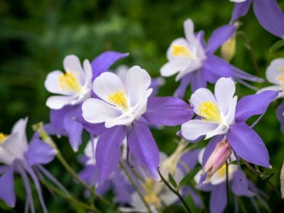 耧斗菜野花