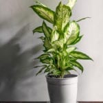 Dieffenbachia.