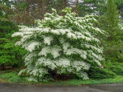 山茱萸树开花