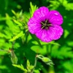 Geranium sanguineum