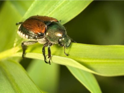 日本甲虫1.