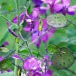 Lunaria Blossom Seed Capsules