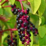 Phytolacca Americana植物