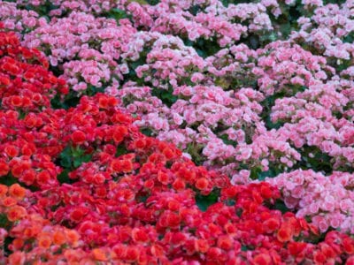 粉红色和红色的秋海棠花