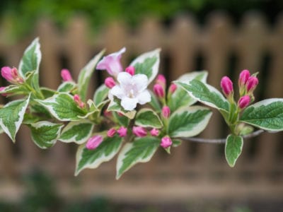 粉红色和白色的花朵