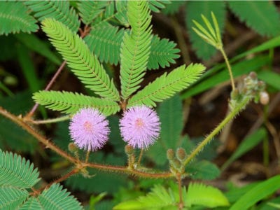 粉红色的含羞草花