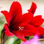 红石蒜花