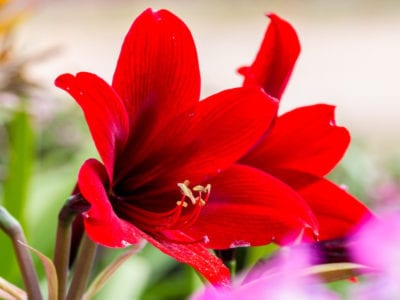 红色amaryllis花