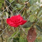 在铁丝网的红色玫瑰