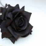 黑蔷薇