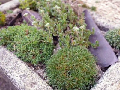 小高山植物