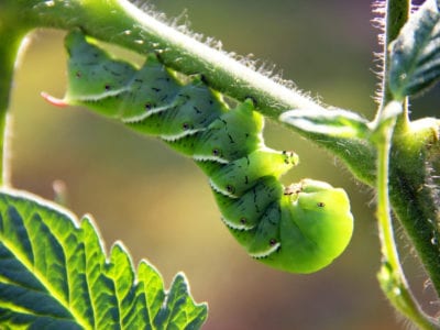 烟草角虫