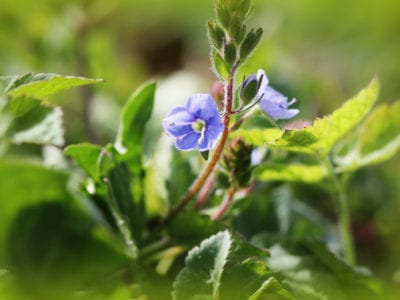 维罗尼卡花