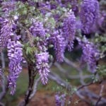 紫藤藤蔓