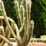 Cleistocactus cactusjpg.