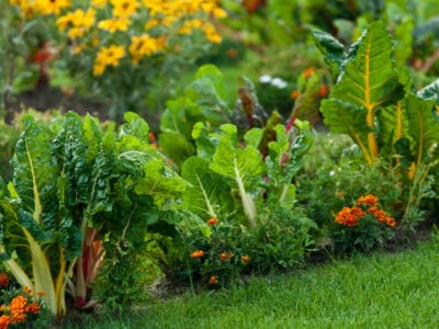 种植绿叶蔬菜的花园