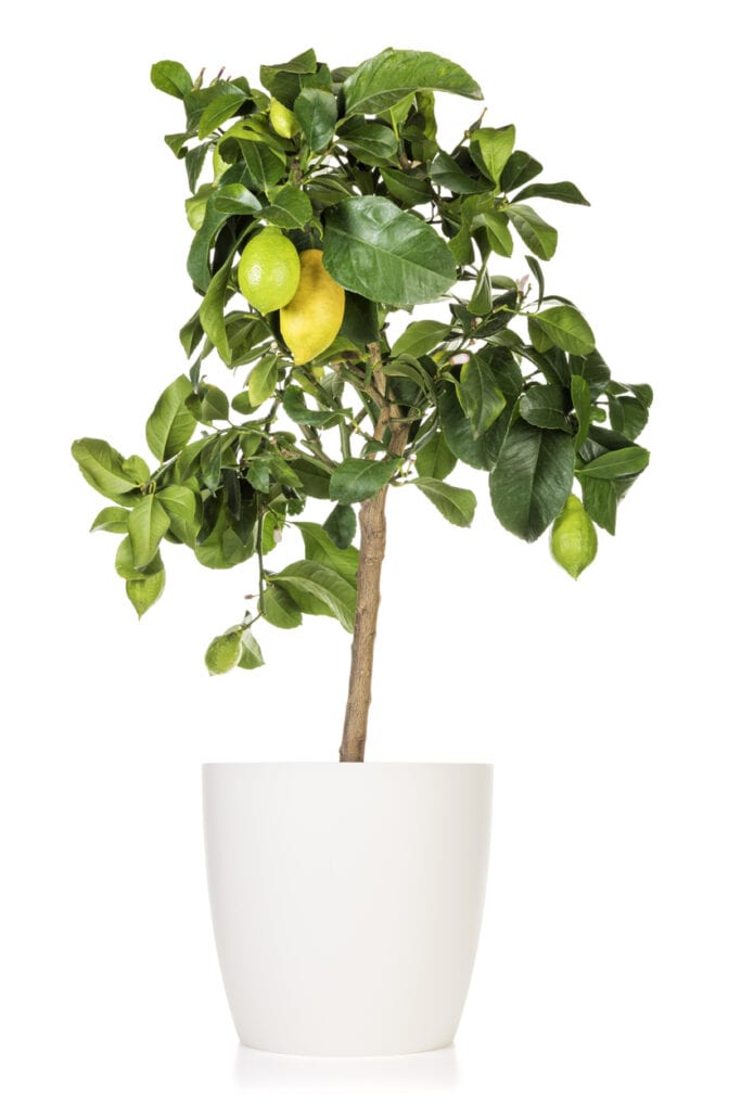 盆栽柠檬树与几个果实孤立在白色的背景