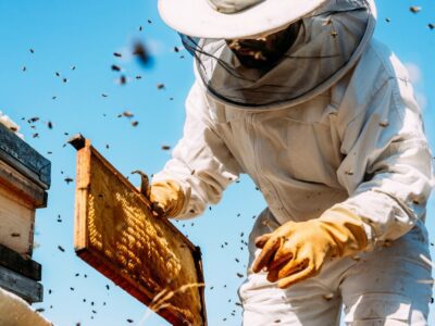 蜜蜂西服的养蜂人握着蜂巢框架，而蜜蜂四处飞行
